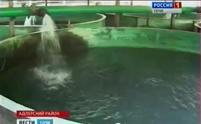 Vesti-Sochi.TV