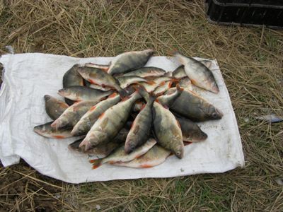 Рыба